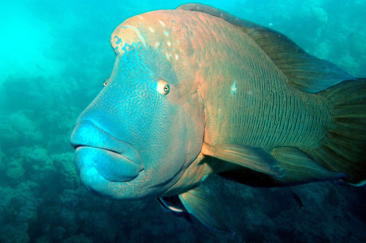 Great Barrier Reef