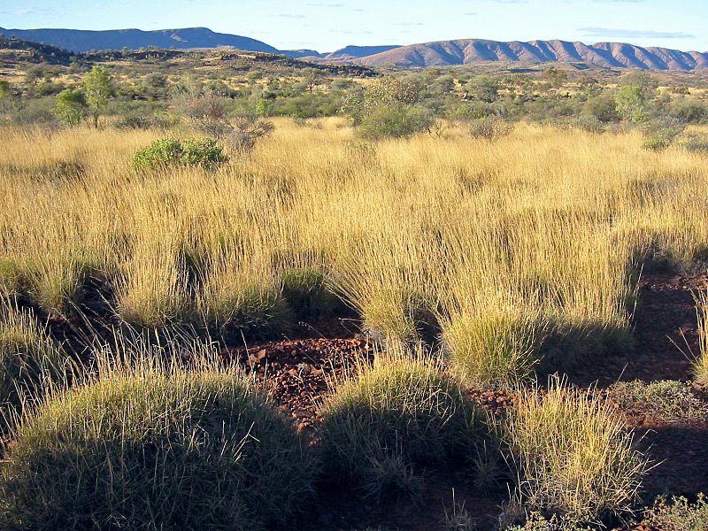 Grasslands