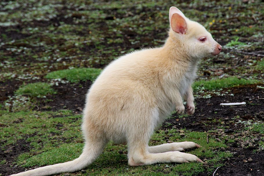 White Kangaroo