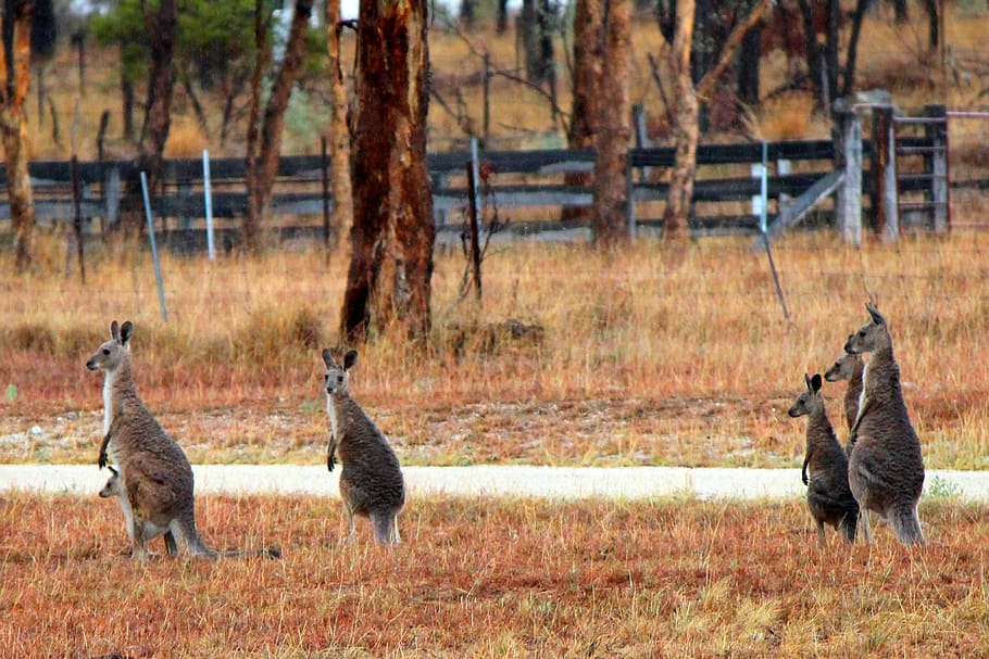 Red Neck Wallabies