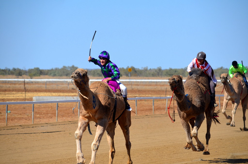 Camel Racing