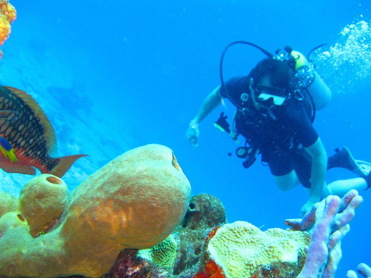 Scuba Diving on the Great Barrier Reef